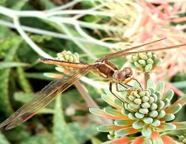 Use dragonfly